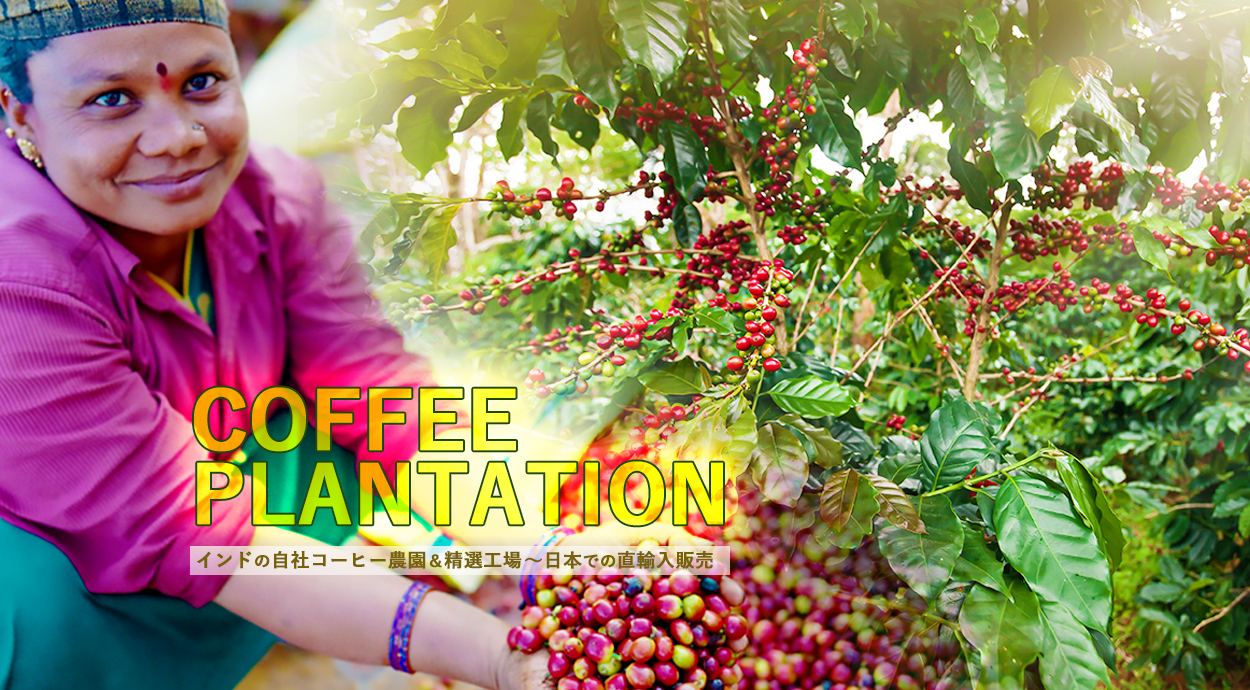 VIDYA COFFEE のコーヒー農園