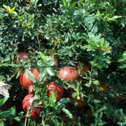 ザクロ原料農家