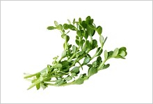 バコパエキス末