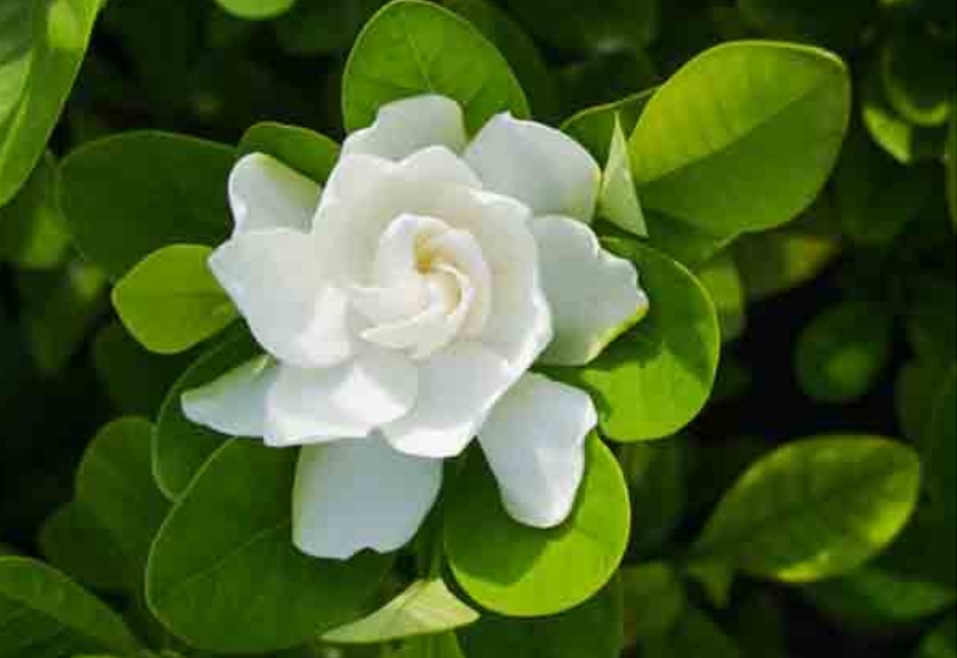 クチナシエキス末