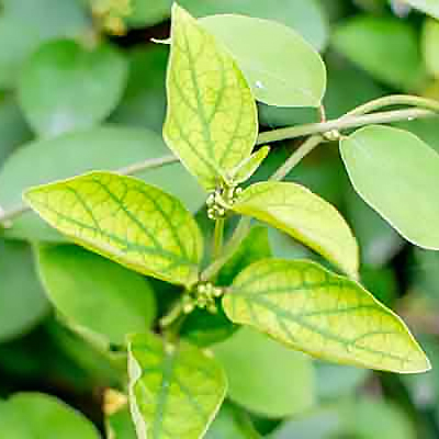 ギムネマ シルベスタエキス末