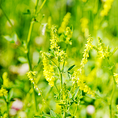 メリロートエキス末