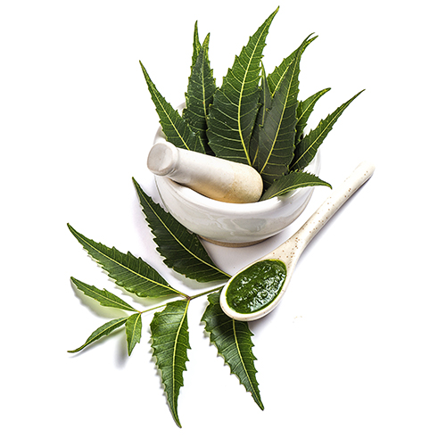 ニームエキス末