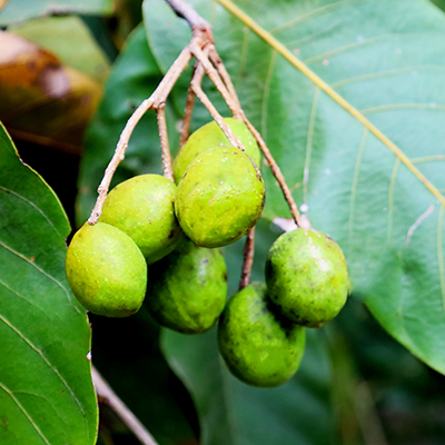 ターミナリア ベリリカエキス末