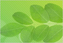 モリンガエキス末